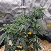 Sherbelato Cake #2 Dutch Passion SOIL