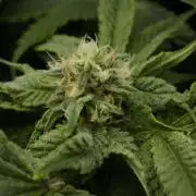 Sour Sherb Sensi Seeds