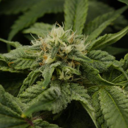 Sour Sherb Sensi Seeds