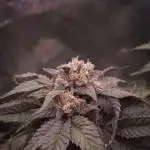 Lemonpaya Fastbuds NFT