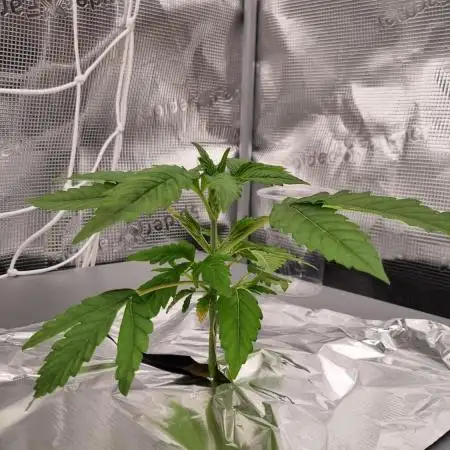 Papayton Fastbuds NFT