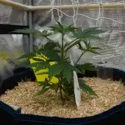 Lemon Z Dutch Passion