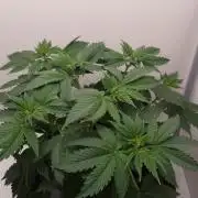 Sticky Broccoli Zamnesia SOIL