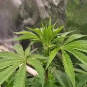 Sherbelato Cake #2 Dutch Passion SOIL