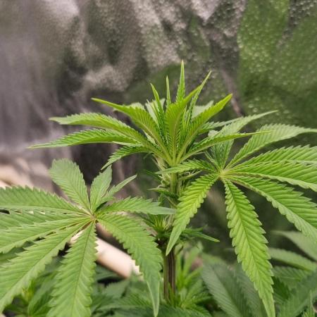 Sherbelato Cake #2 Dutch Passion SOIL