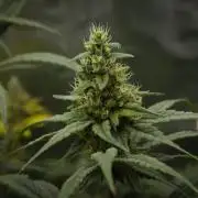 Orangu Tangie Monkey Genetics