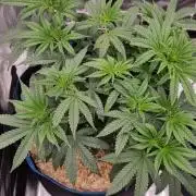 Midnight Candy HappyPlant420 SOIL