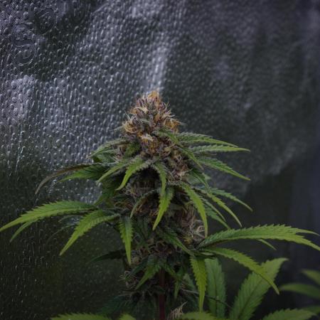Sour Fruit Tartare Dutch Passion SOIL