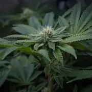 Cali Tings Wizard Trees SOIL