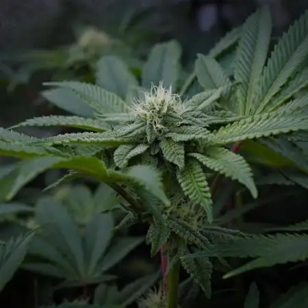 Cali Tings Wizard Trees SOIL
