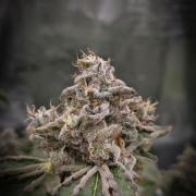 Monster Maker Sweet Seeds NFT