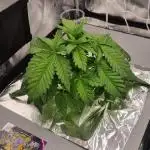 Studio 54 Stardust Auto Sweet Seeds NFT