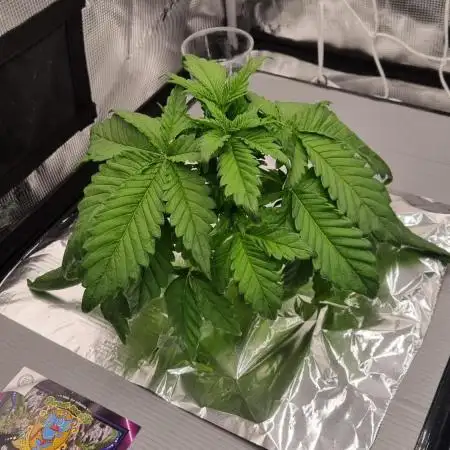 Studio 54 Stardust Auto Sweet Seeds NFT