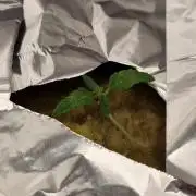 Aladdin Kush Khalifa Genetics NFT