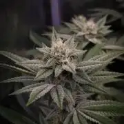 Midnight Candy HappyPlant420 SOIL