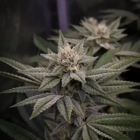 Midnight Candy HappyPlant420 SOIL