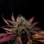 Studio 54 Stardust Sweet Seeds SOIL