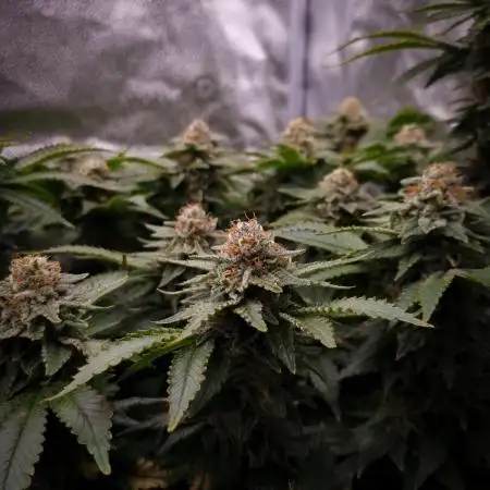 Tropical Tangie Dutch Passsion NFT