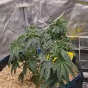 Midnight Candy HappyPlant420 SOIL