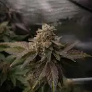 Garlic Cookies Pureinstinto NFT