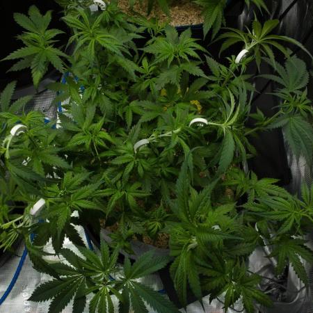 Orangu Tangie Monkey Genetics