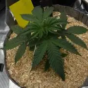 Orangu Tangie Monkey Genetics