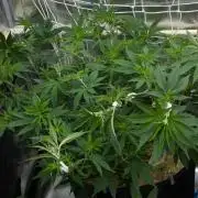 Lemon Z Dutch Passion