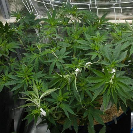 Lemon Z Dutch Passion