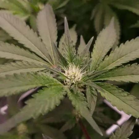 Monster Maker Sweet Seeds NFT
