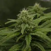Wedding Crasher Chronic&Caviar