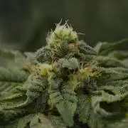 Sour Sherb Sensi Seeds