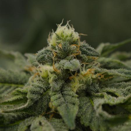 Sour Sherb Sensi Seeds