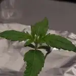 Studio 54 Stardust Auto Sweet Seeds NFT