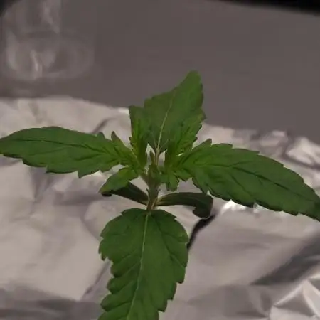 Studio 54 Stardust Auto Sweet Seeds NFT