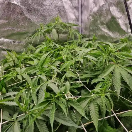 Orange Bud 2.0 Dutch Passion NFT
