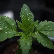 Forbidden Orange HappyPlant420