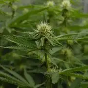 Lemon Z Dutch Passion