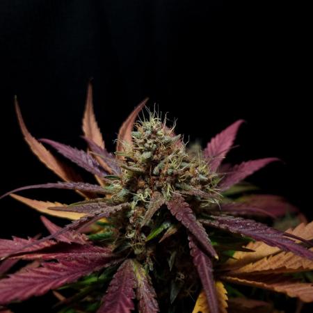 Studio 54 Stardust Sweet Seeds SOIL