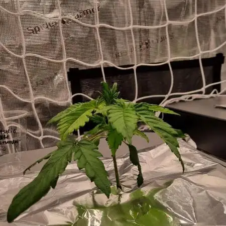 Studio 54 Stardust Auto Sweet Seeds NFT
