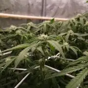 Studio 54 Stardust Auto Sweet Seeds NFT