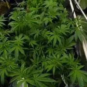 Orangu Tangie Monkey Genetics