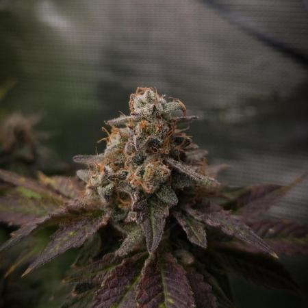 Garlic Cookies Pureinstinto NFT