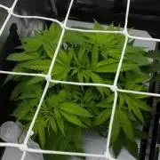 Wedding Crasher Chronic&Caviar
