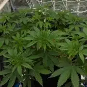 Lemon Z Dutch Passion