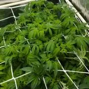 Sour Sherb Sensi Seeds