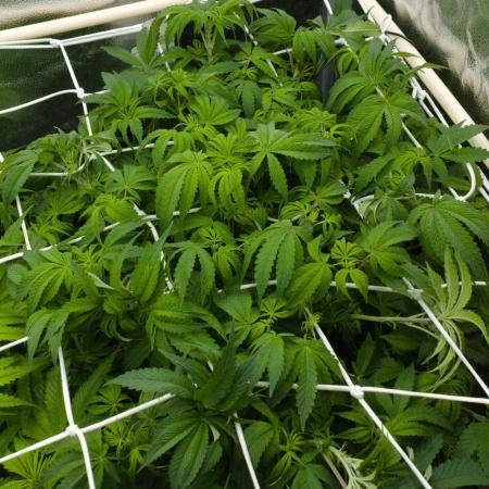 Sour Sherb Sensi Seeds