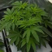 Sour Sherb Sensi Seeds