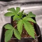 Midnight Candy HappyPlant420 SOIL