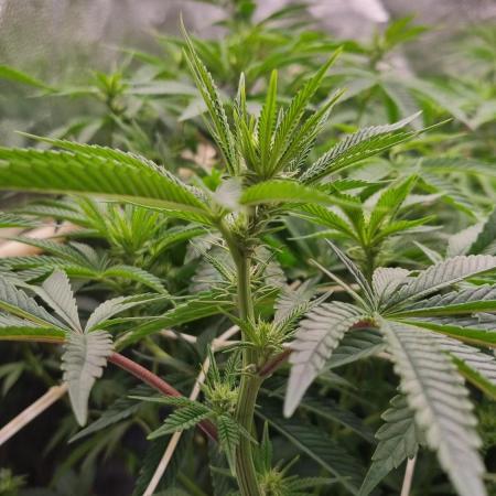 Midnight Candy HappyPlant420 SOIL