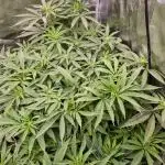 Orange Bud 2.0 Dutch Passion NFT